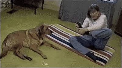 笑えるGIFが見たい