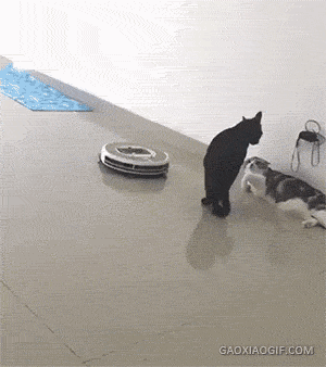 笑えるGIFが見たい