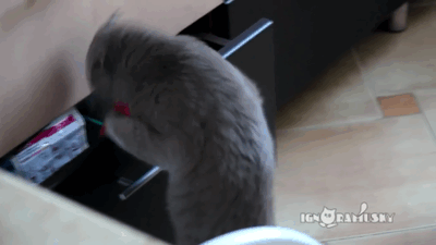 笑えるGIFが見たい