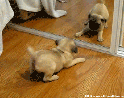 笑えるGIFが見たい
