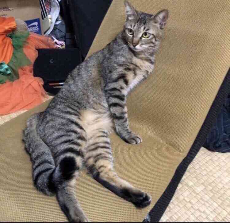 ペットを飼っていて困る事は?