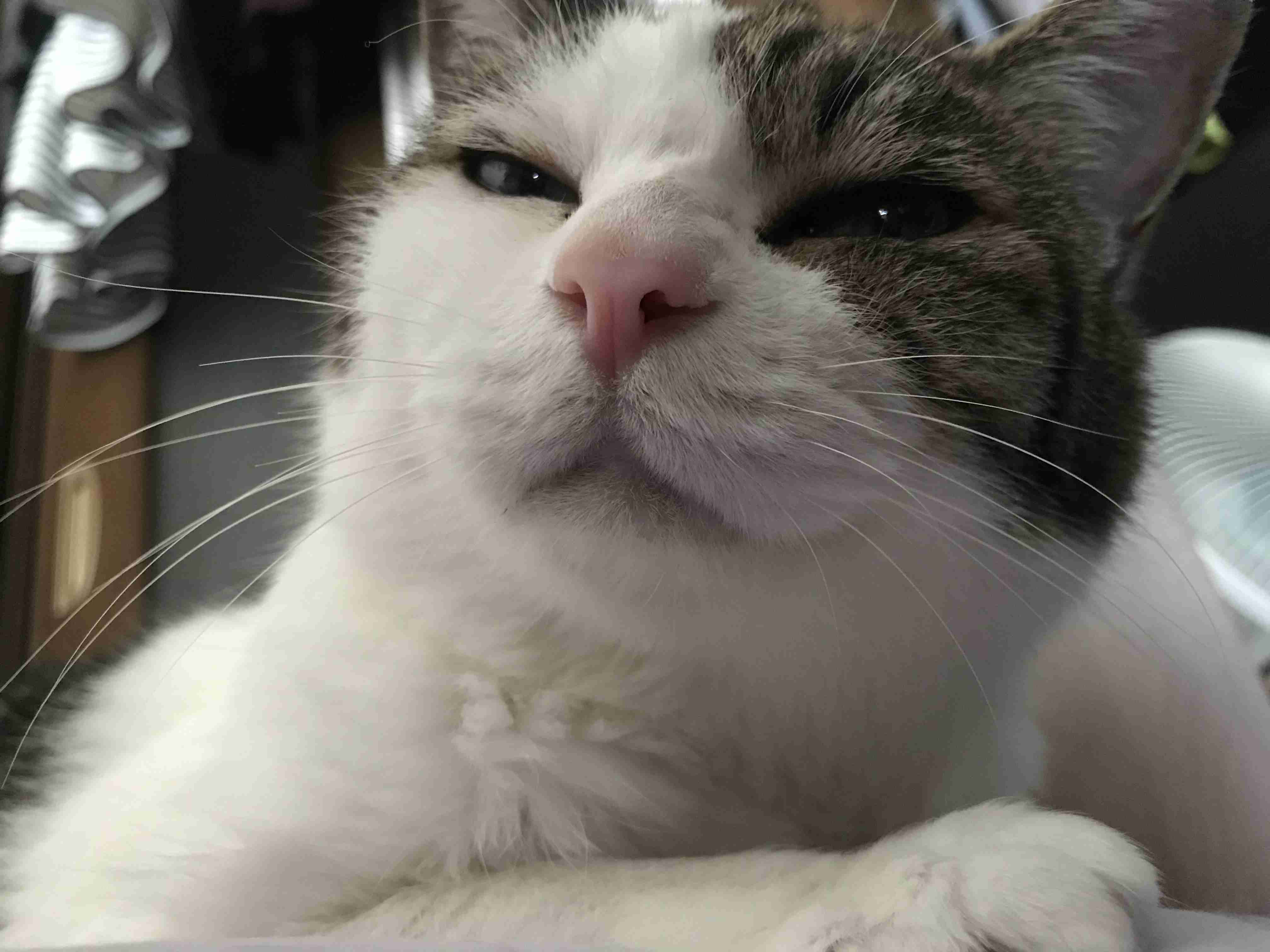 ペットを飼っていて困る事は?