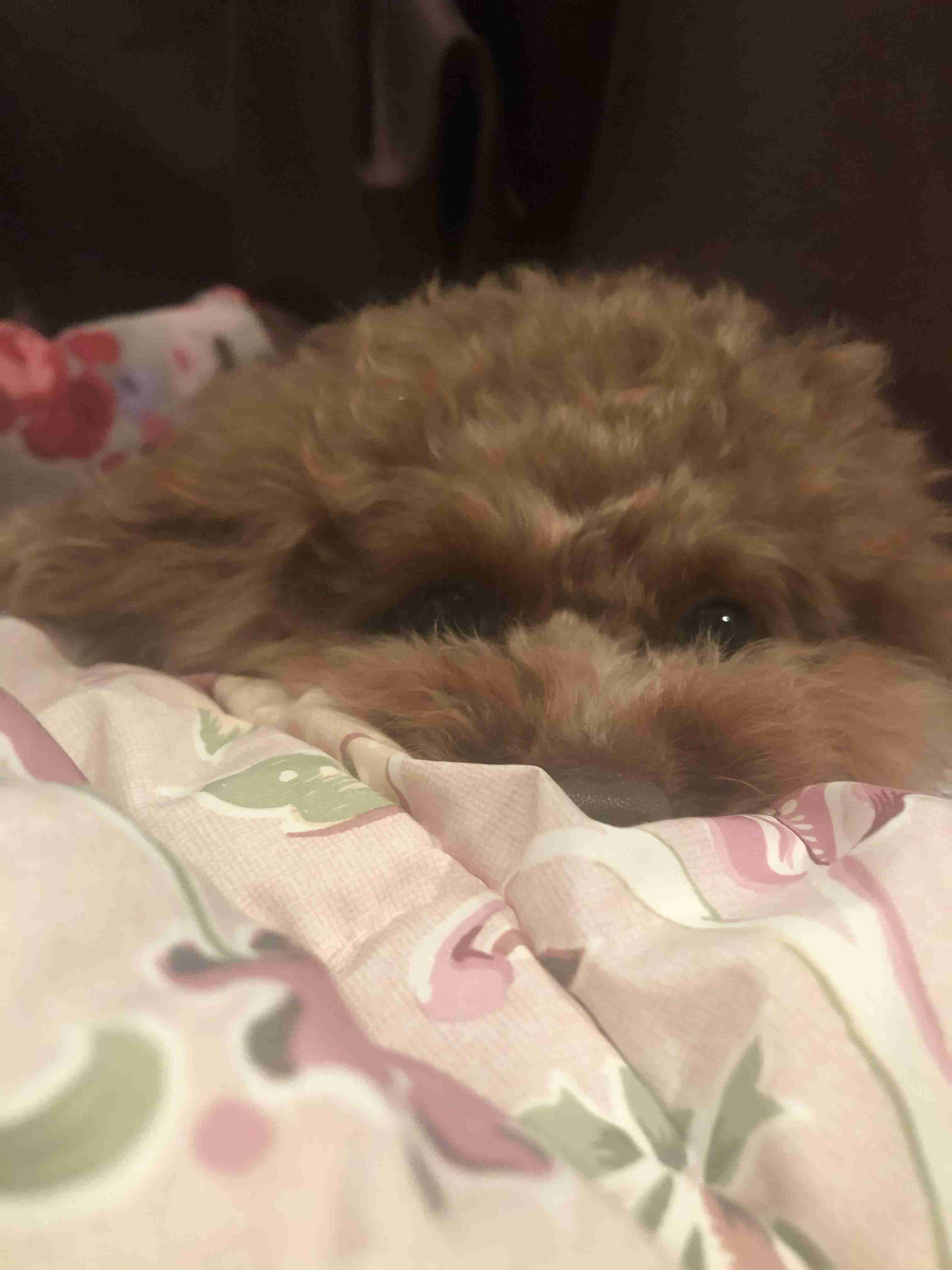 ペットを飼っていて困る事は?