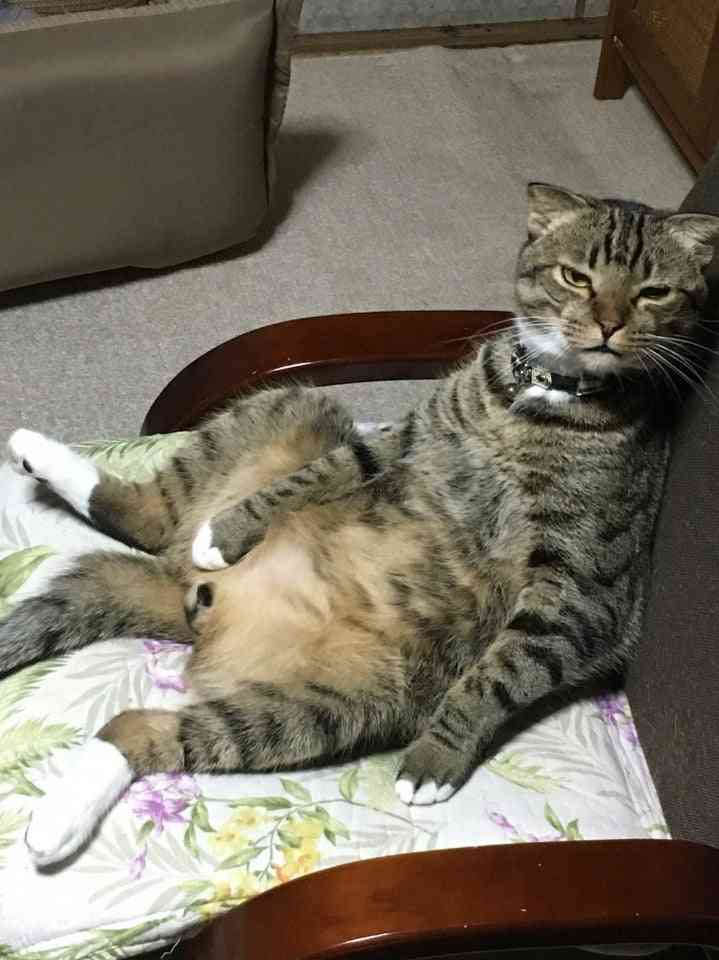 ペットを飼っていて困る事は?