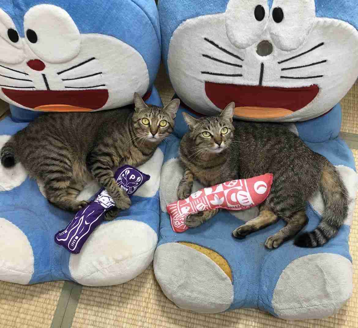 ペットを飼っていて困る事は?