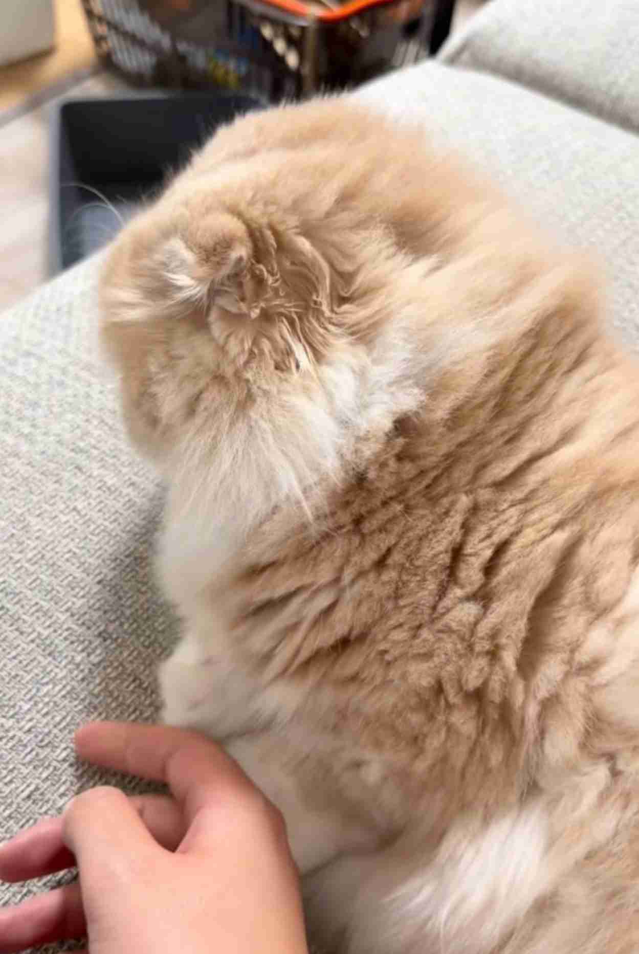 飼い主の手にじゃれていた猫、自分から指をパクリ→爪が当たって…思った以上に『被害者ヅラする光景』が765万再生「想像の倍w」「顔ww」