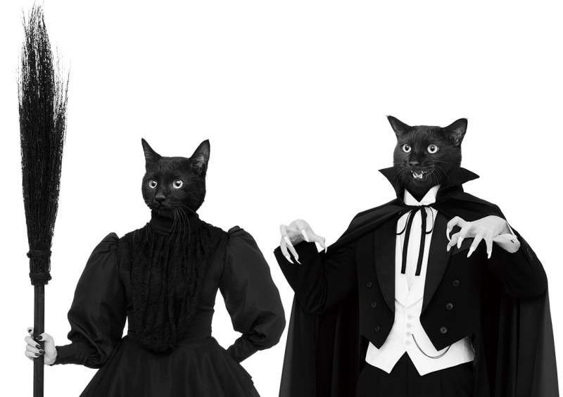 「シッターさんとお楽しみの姿」 留守番中に全力で遊ぶ黒ねこ 衝撃の表情に「最高すぎます!!」