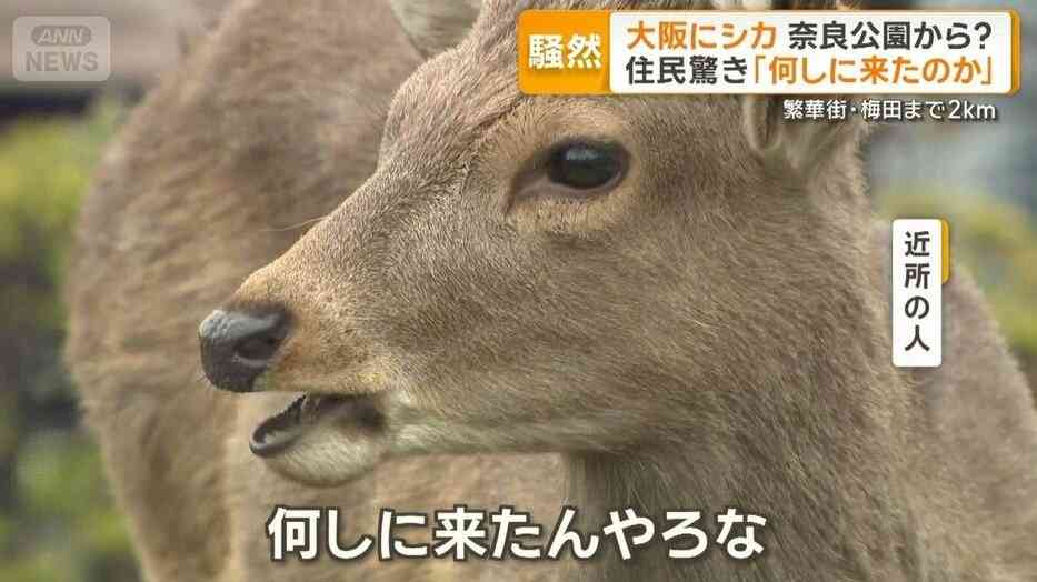 【芸能人の画像禁止】笑いのツボが浅いガル民に見せたい画像やgifが集まるトピ【悪意禁止】part12