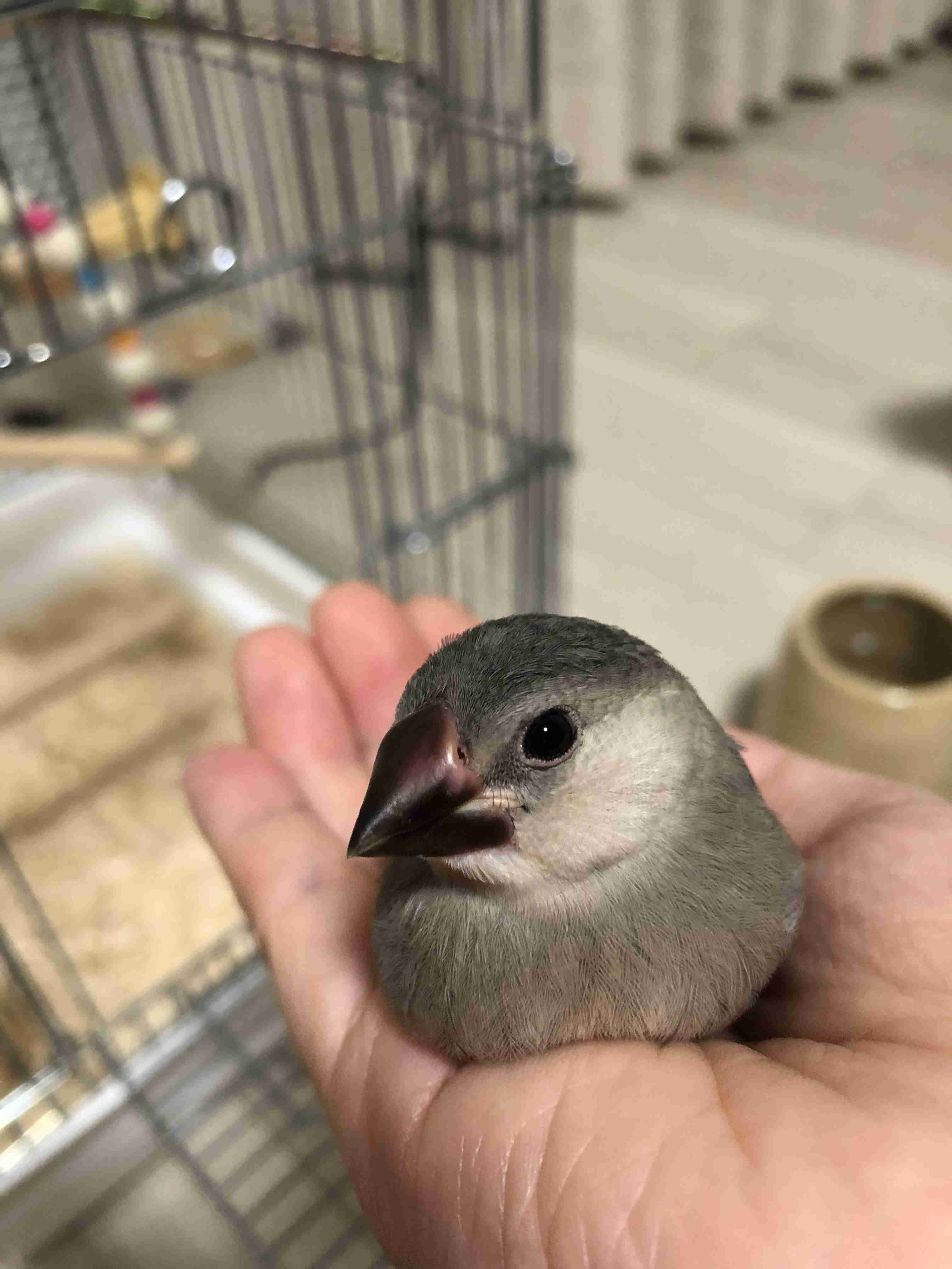 なんの動物か当てるトピ