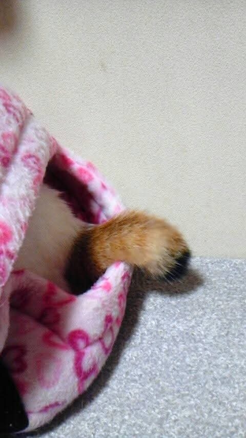 なんの動物か当てるトピ