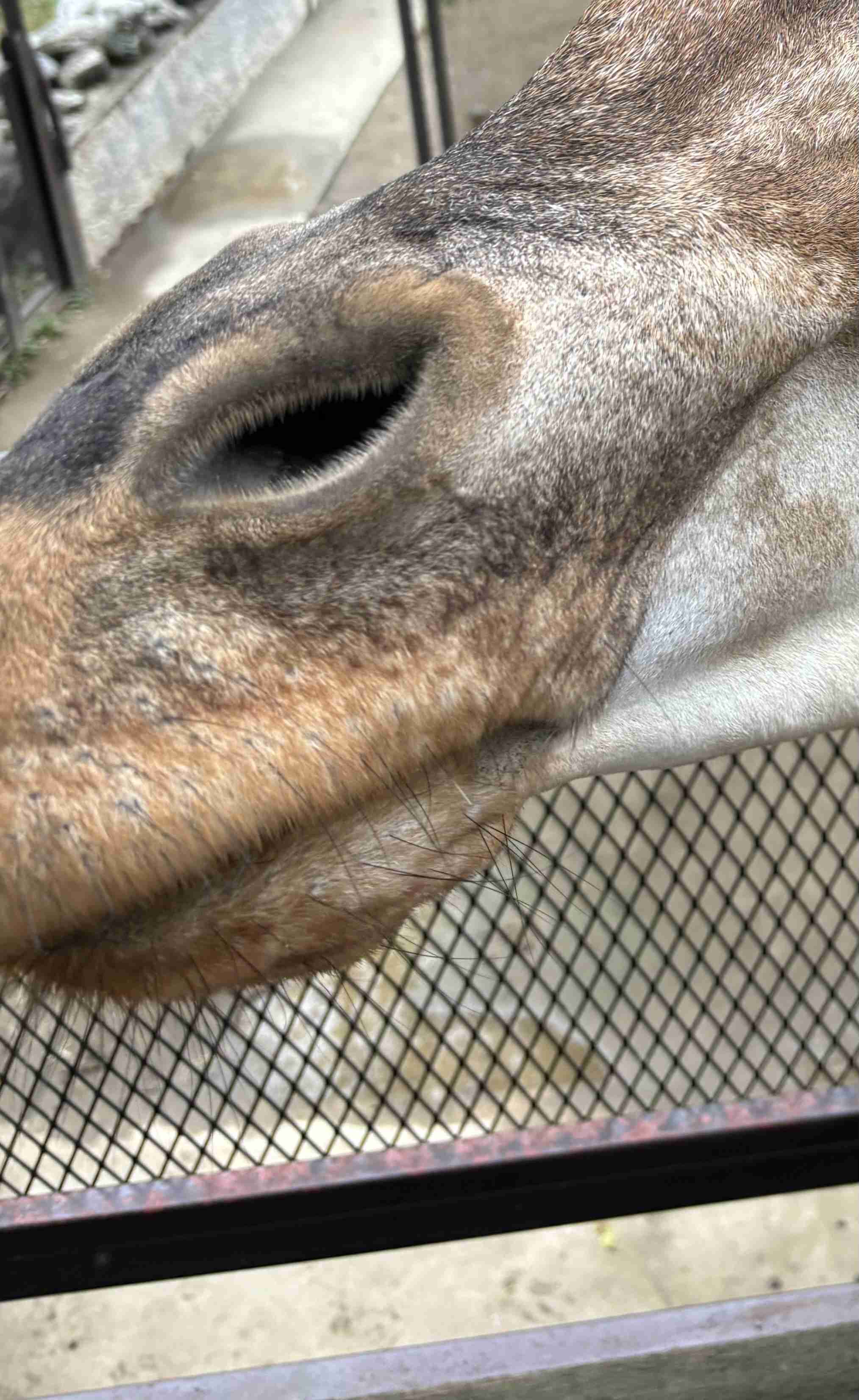 なんの動物か当てるトピ