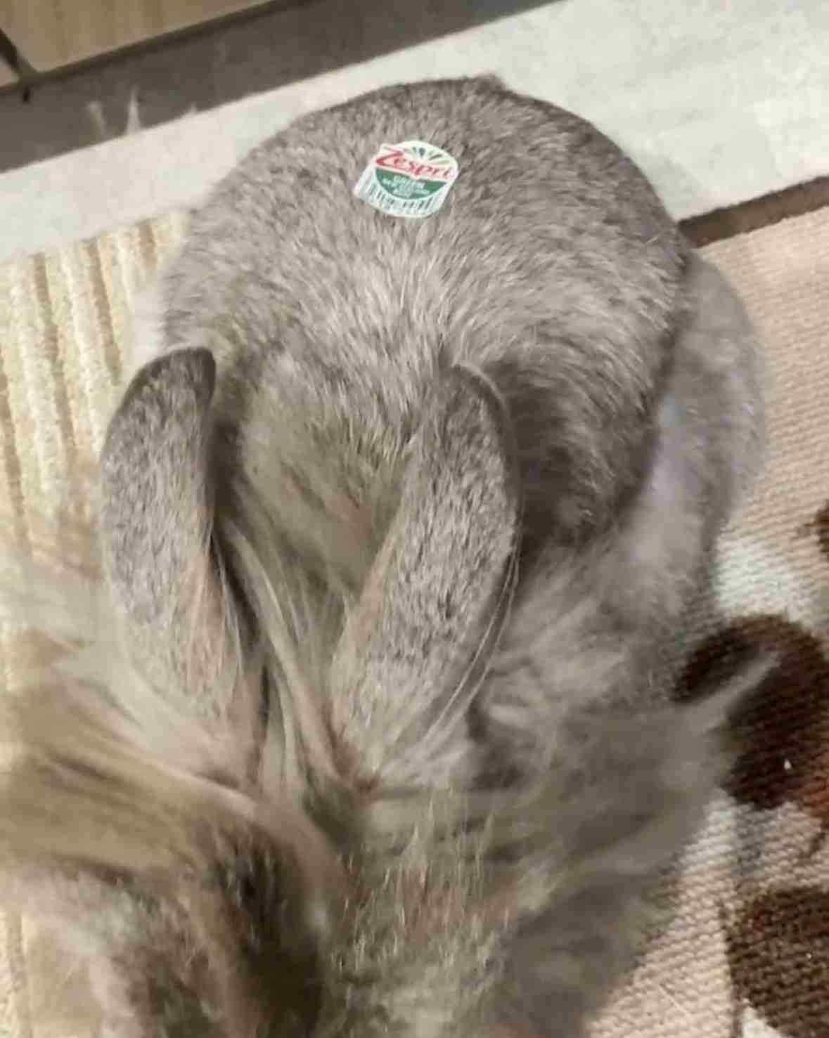 なんの動物か当てるトピ