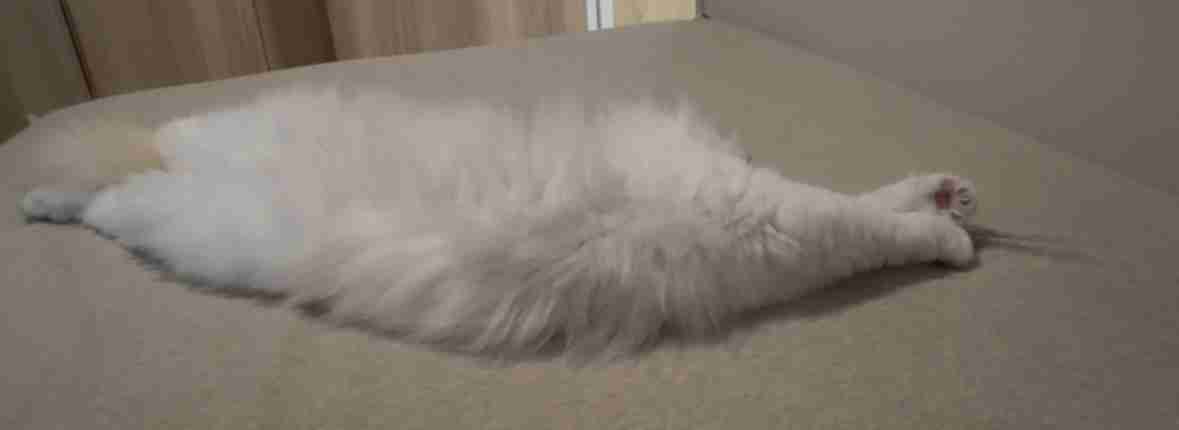 なんの動物か当てるトピ