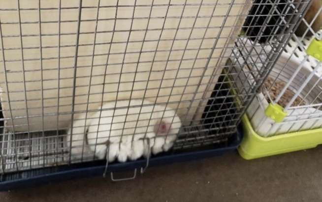 なんの動物か当てるトピ