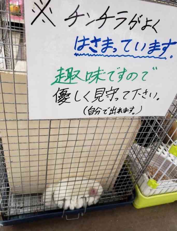 なんの動物か当てるトピ