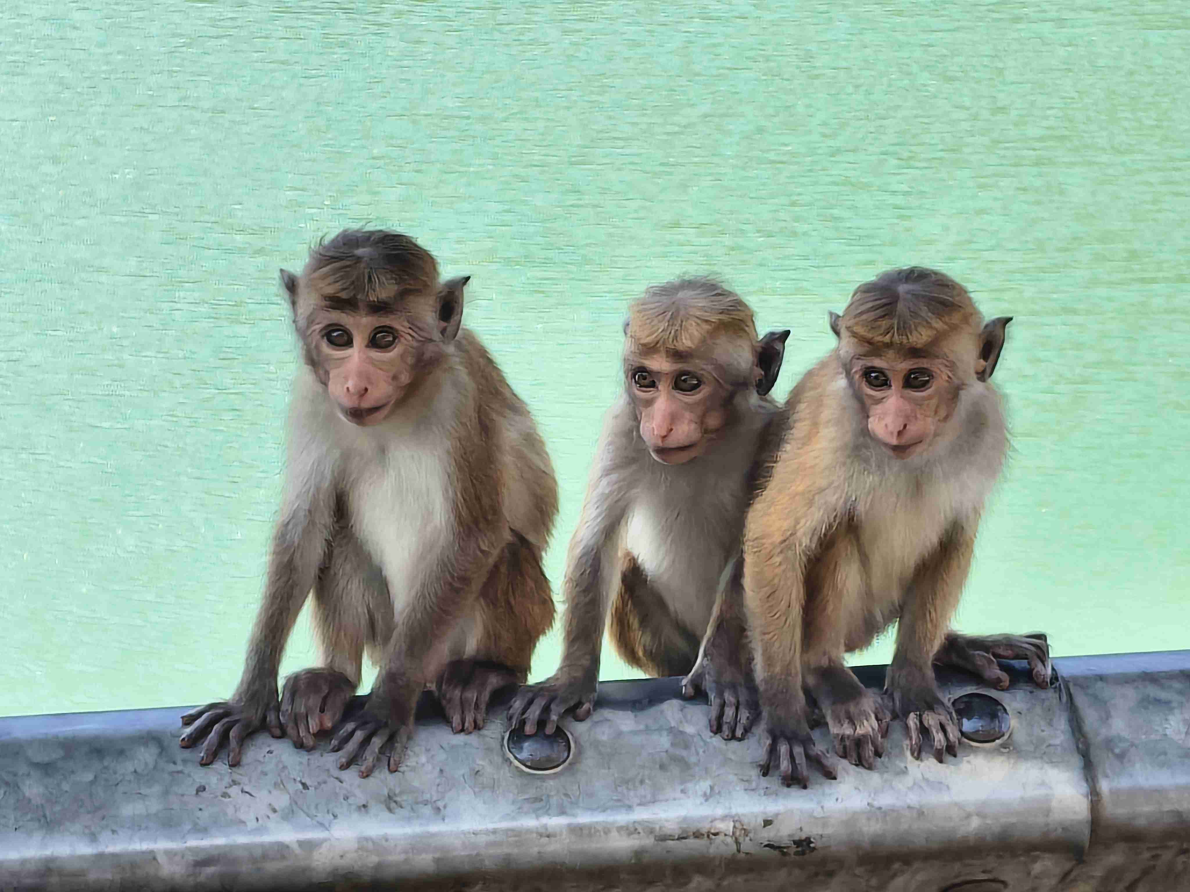 なんの動物か当てるトピ