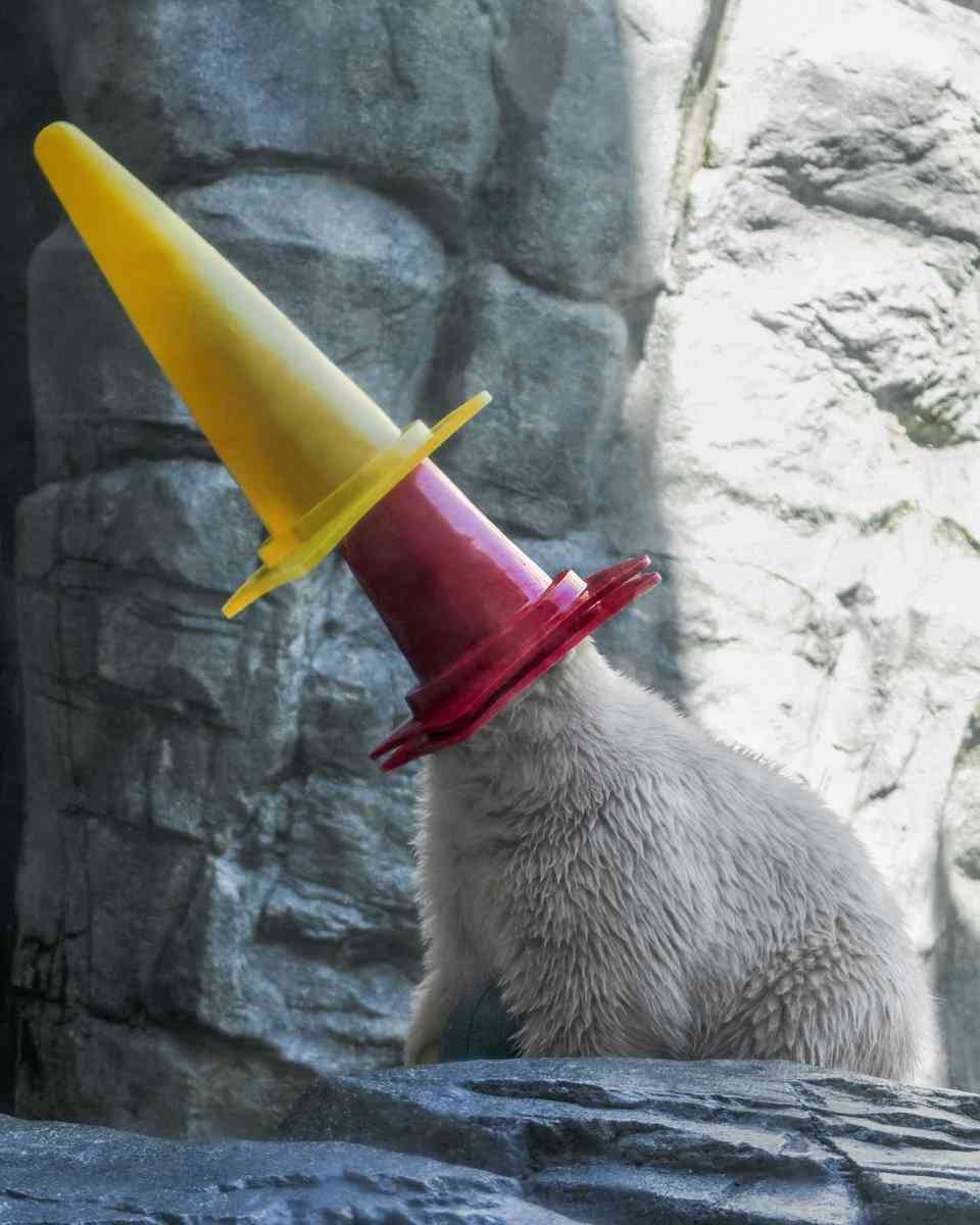 なんの動物か当てるトピ
