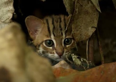 ソファで爆睡する3匹の愛猫⇨そっくりすぎる寝姿に「これはアンモニャイト」「おはぎ3個パック」の声