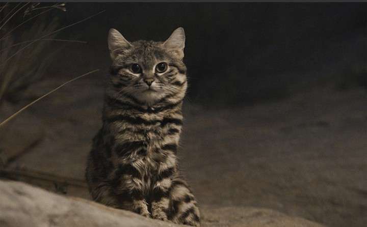 ソファで爆睡する3匹の愛猫⇨そっくりすぎる寝姿に「これはアンモニャイト」「おはぎ3個パック」の声