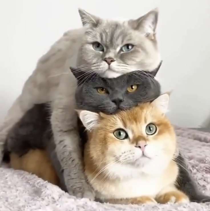 ソファで爆睡する3匹の愛猫⇨そっくりすぎる寝姿に「これはアンモニャイト」「おはぎ3個パック」の声