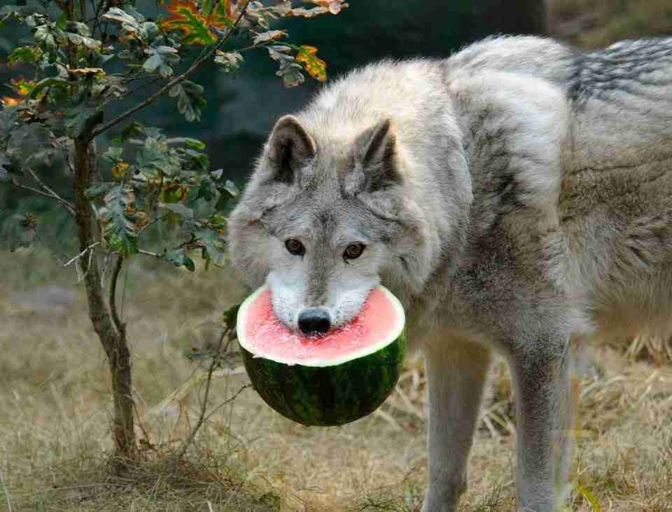 暑中見舞いの画像を貼るトピ