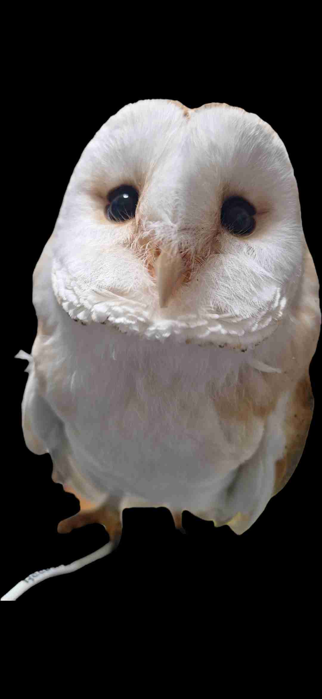 フクロウ🦉好きな人