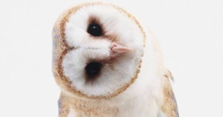 フクロウ🦉好きな人