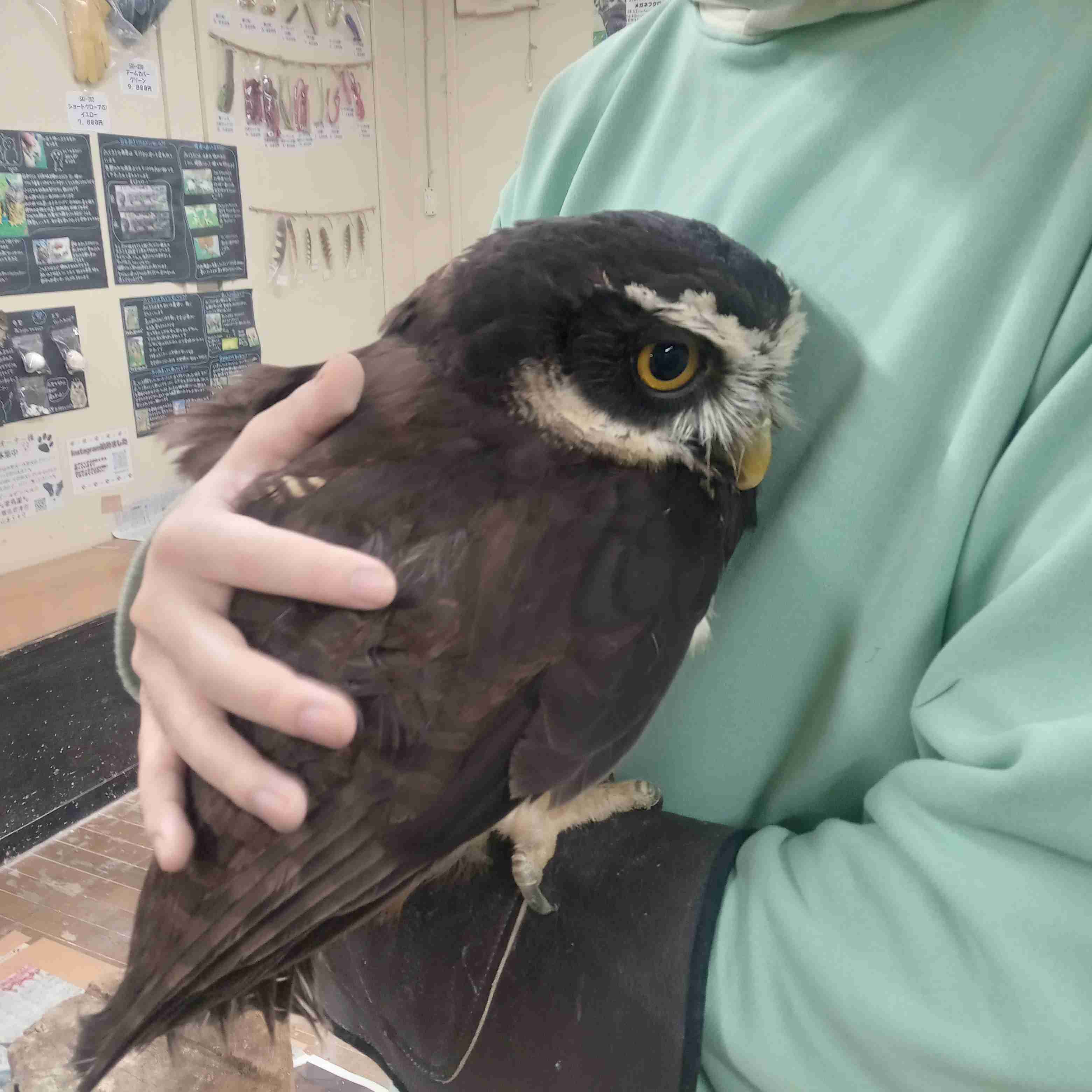 フクロウ🦉好きな人