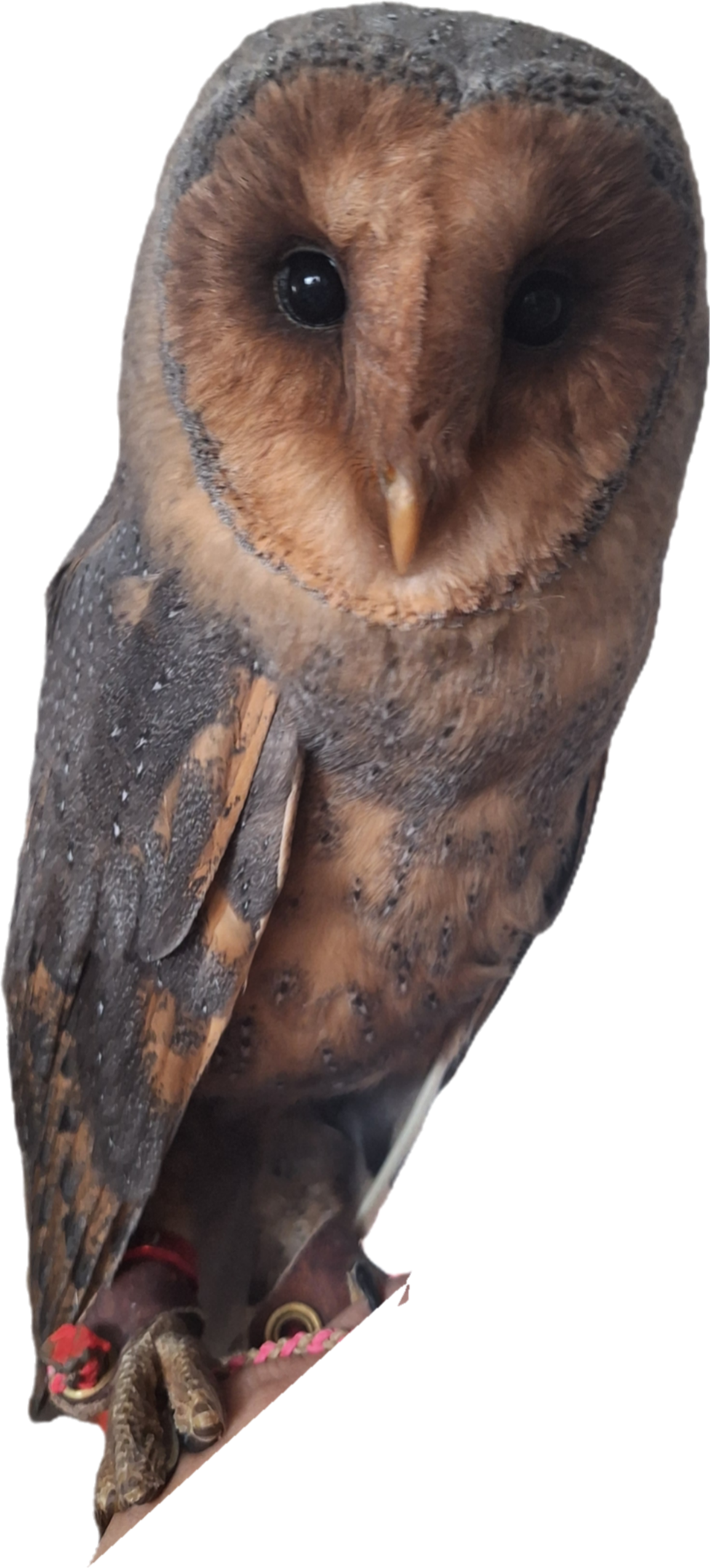 フクロウ🦉好きな人