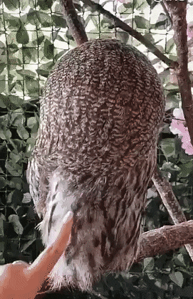 フクロウ🦉好きな人