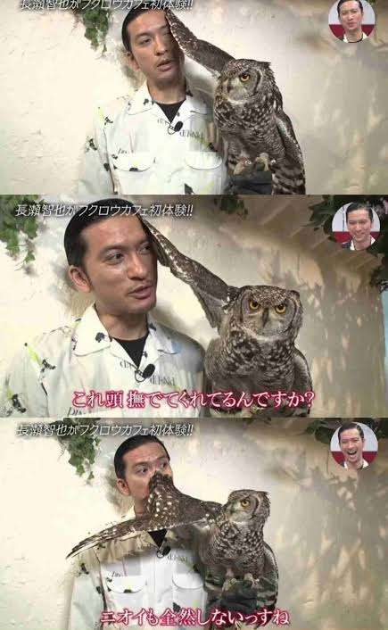 フクロウ🦉好きな人