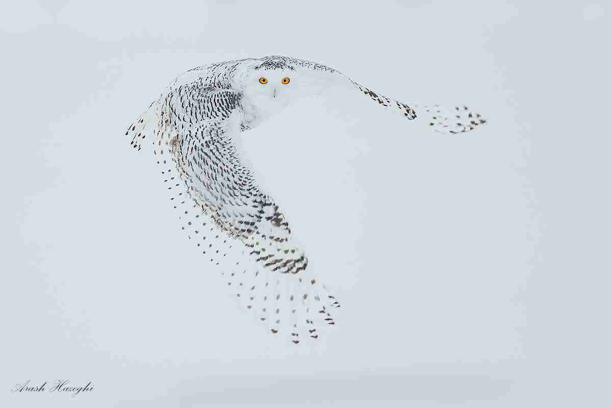 フクロウ🦉好きな人