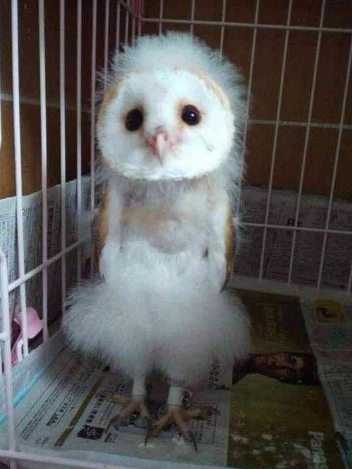 フクロウ🦉好きな人