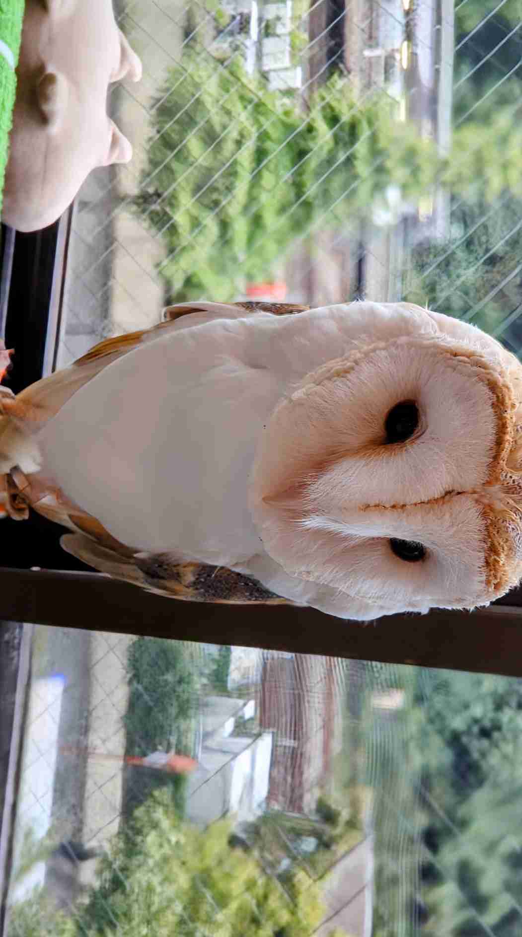 フクロウ🦉好きな人