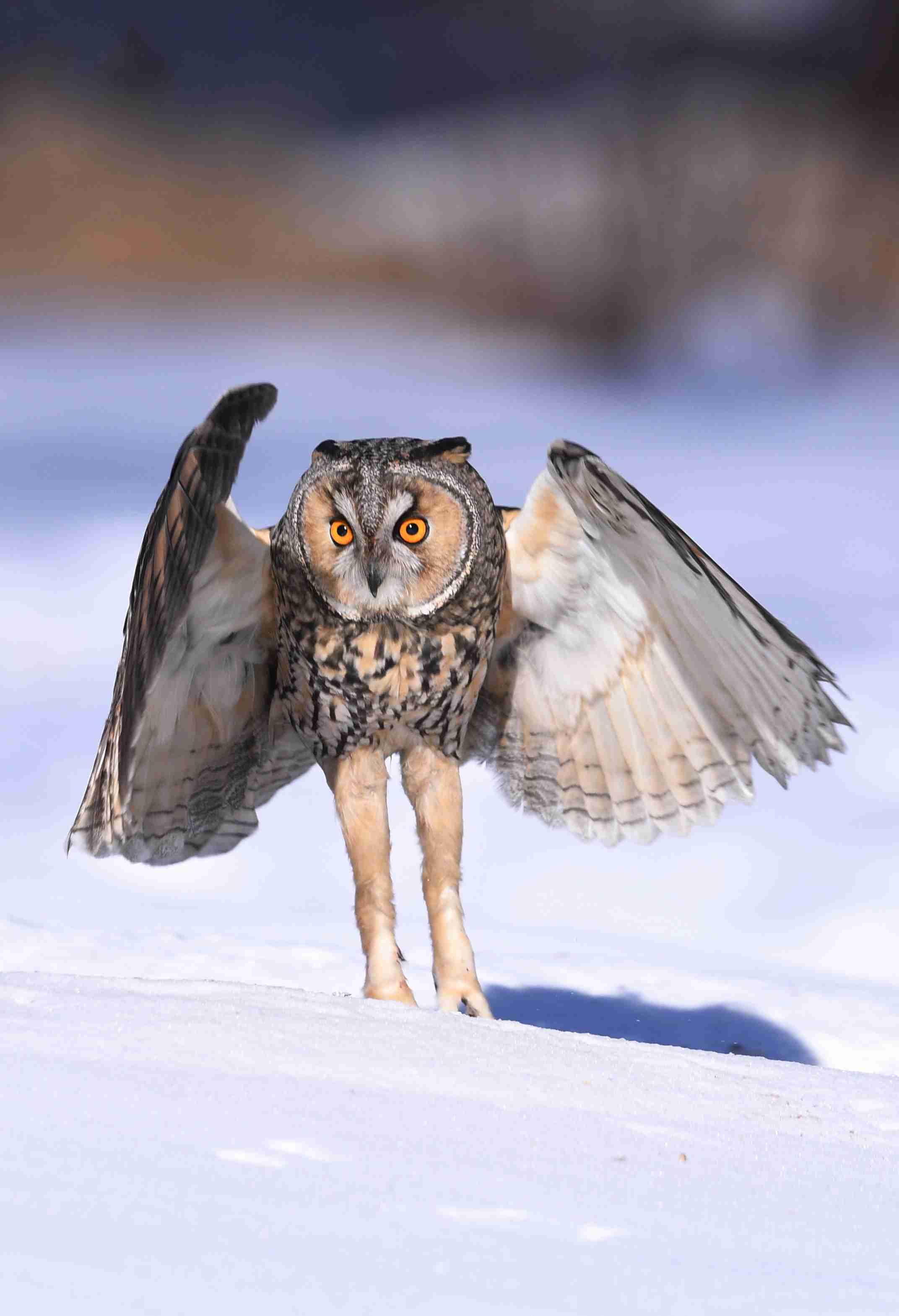 フクロウ🦉好きな人