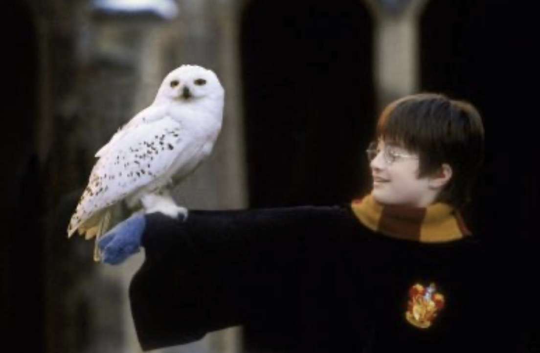 フクロウ🦉好きな人