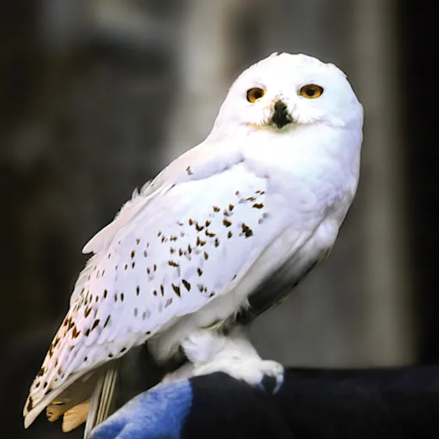 フクロウ🦉好きな人