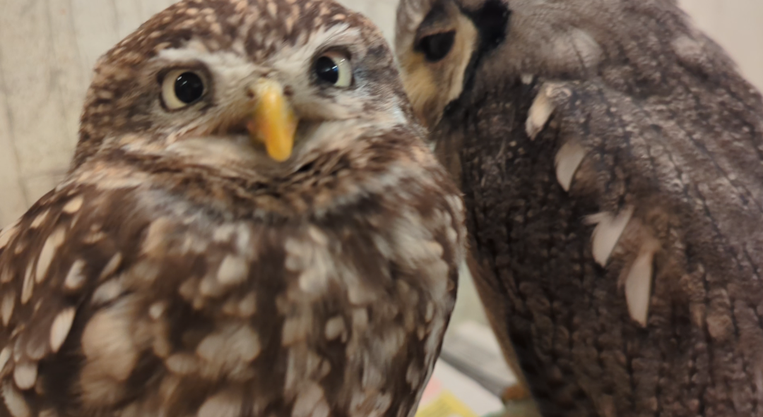 フクロウ🦉好きな人