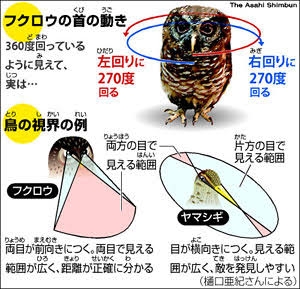 フクロウ🦉好きな人
