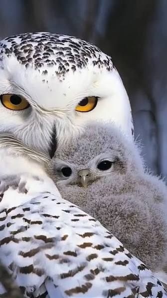 フクロウ🦉好きな人