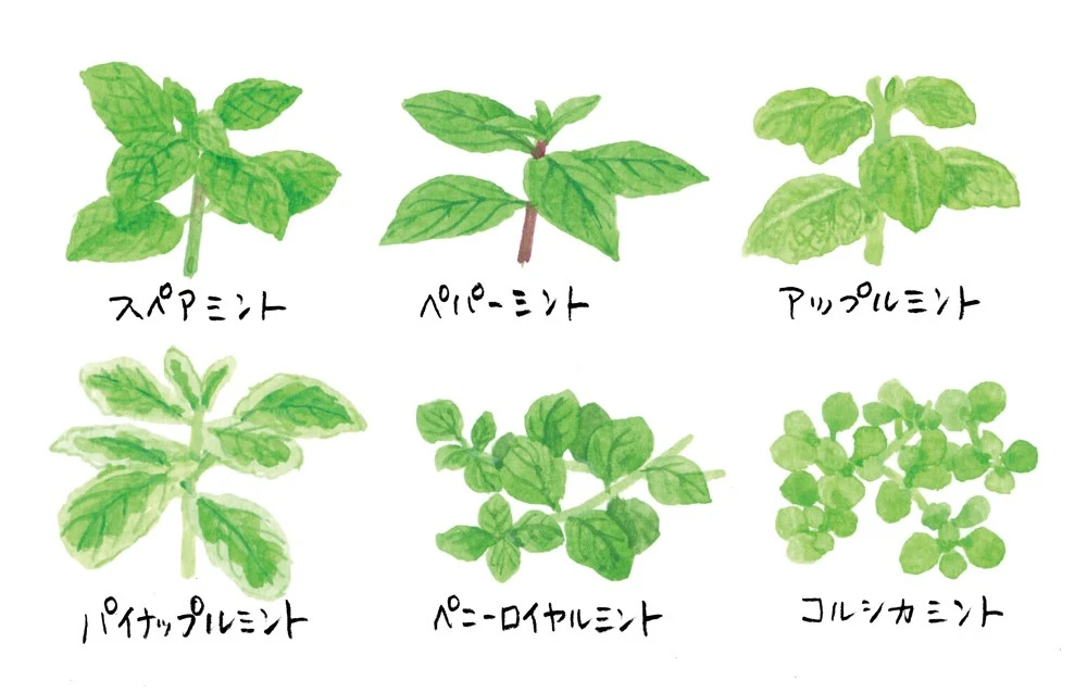 スースー歯磨き粉