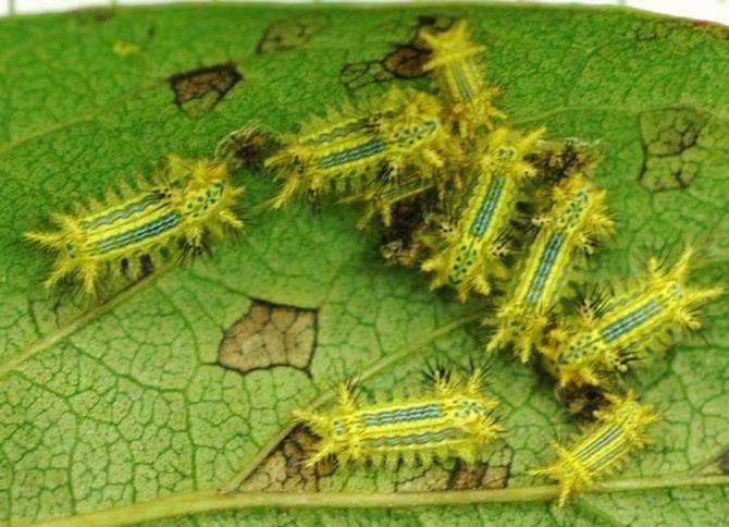 【危険】猛毒を持っている生物といえば、何？（動物、昆虫、植物、細菌など）　PART3
