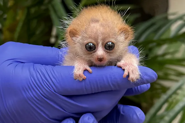 【危険】猛毒を持っている生物といえば、何？（動物、昆虫、植物、細菌など）　PART3