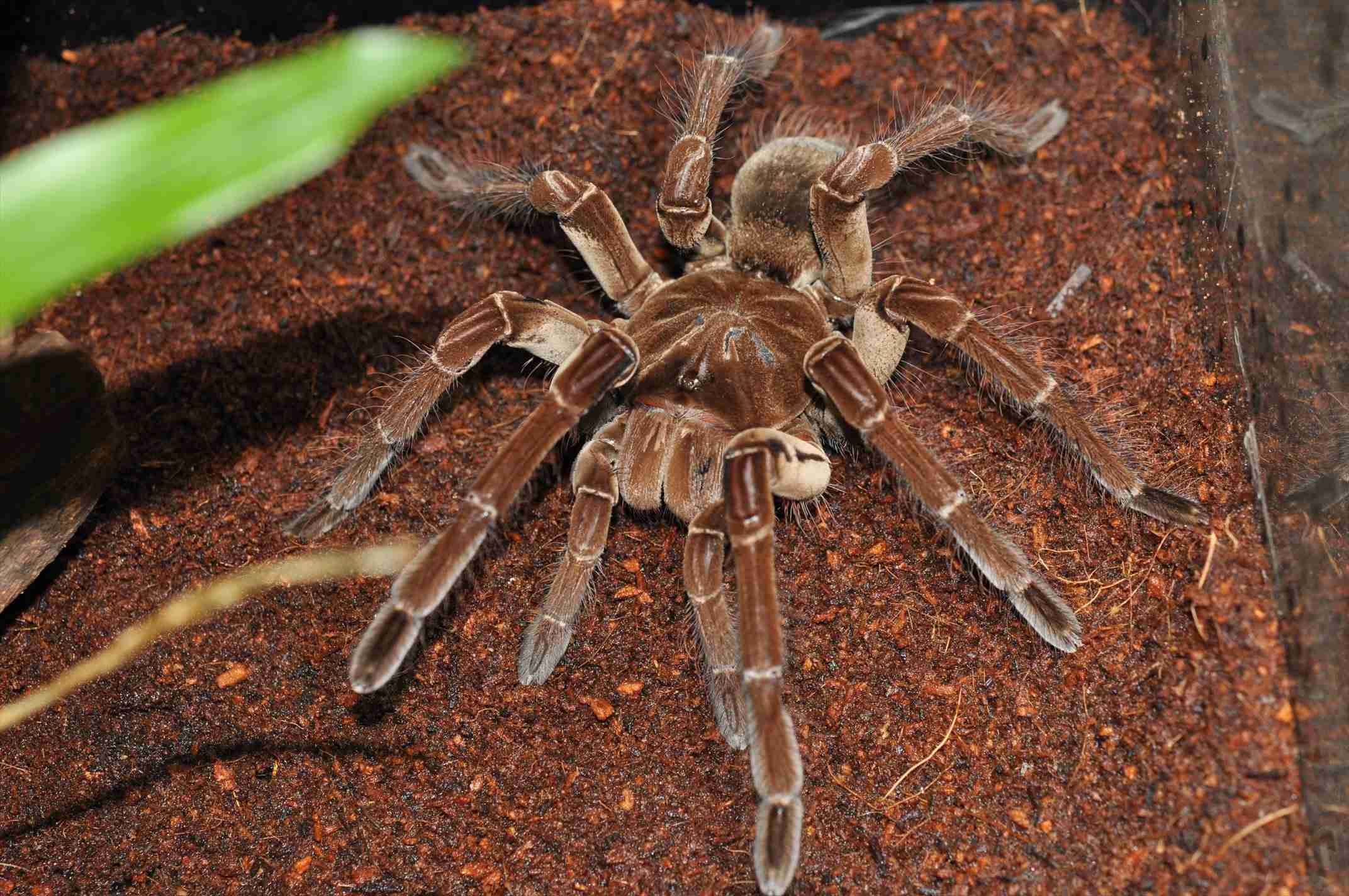 【危険】猛毒を持っている生物といえば、何？（動物、昆虫、植物、細菌など）　PART3