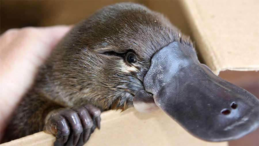 【危険】猛毒を持っている生物といえば、何？（動物、昆虫、植物、細菌など）　PART3