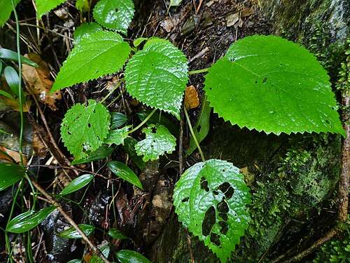 【危険】猛毒を持っている生物といえば、何？（動物、昆虫、植物、細菌など）　PART3