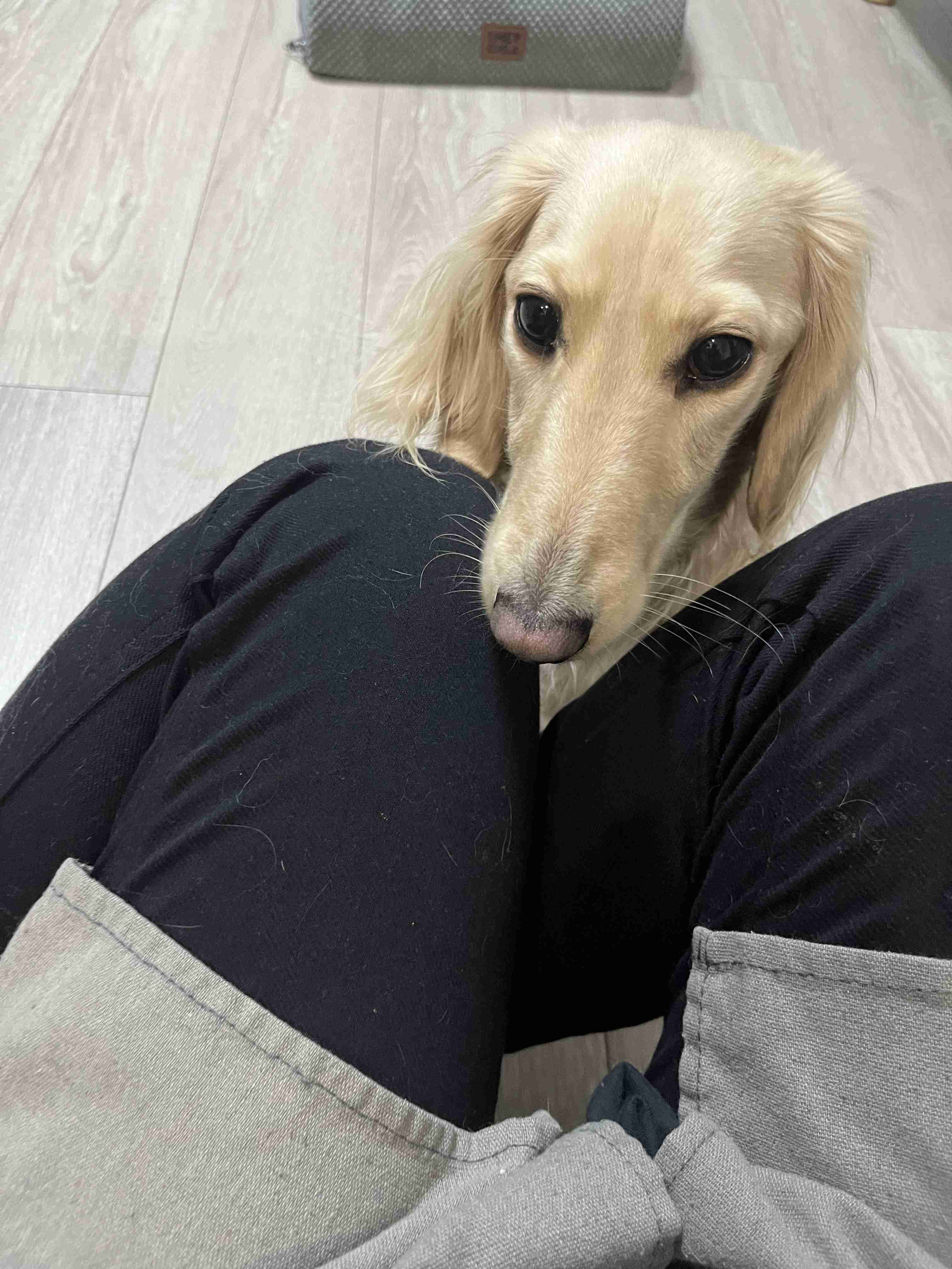 愛犬の犬種と可愛いエピソードを披露するトピ