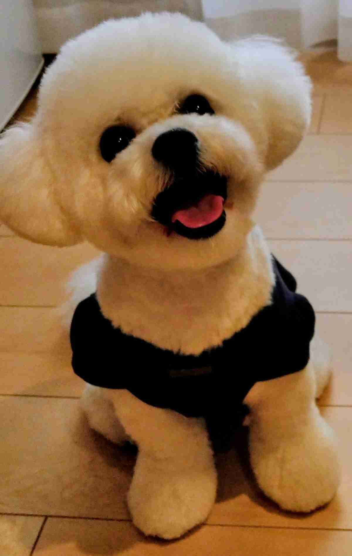 愛犬の犬種と可愛いエピソードを披露するトピ