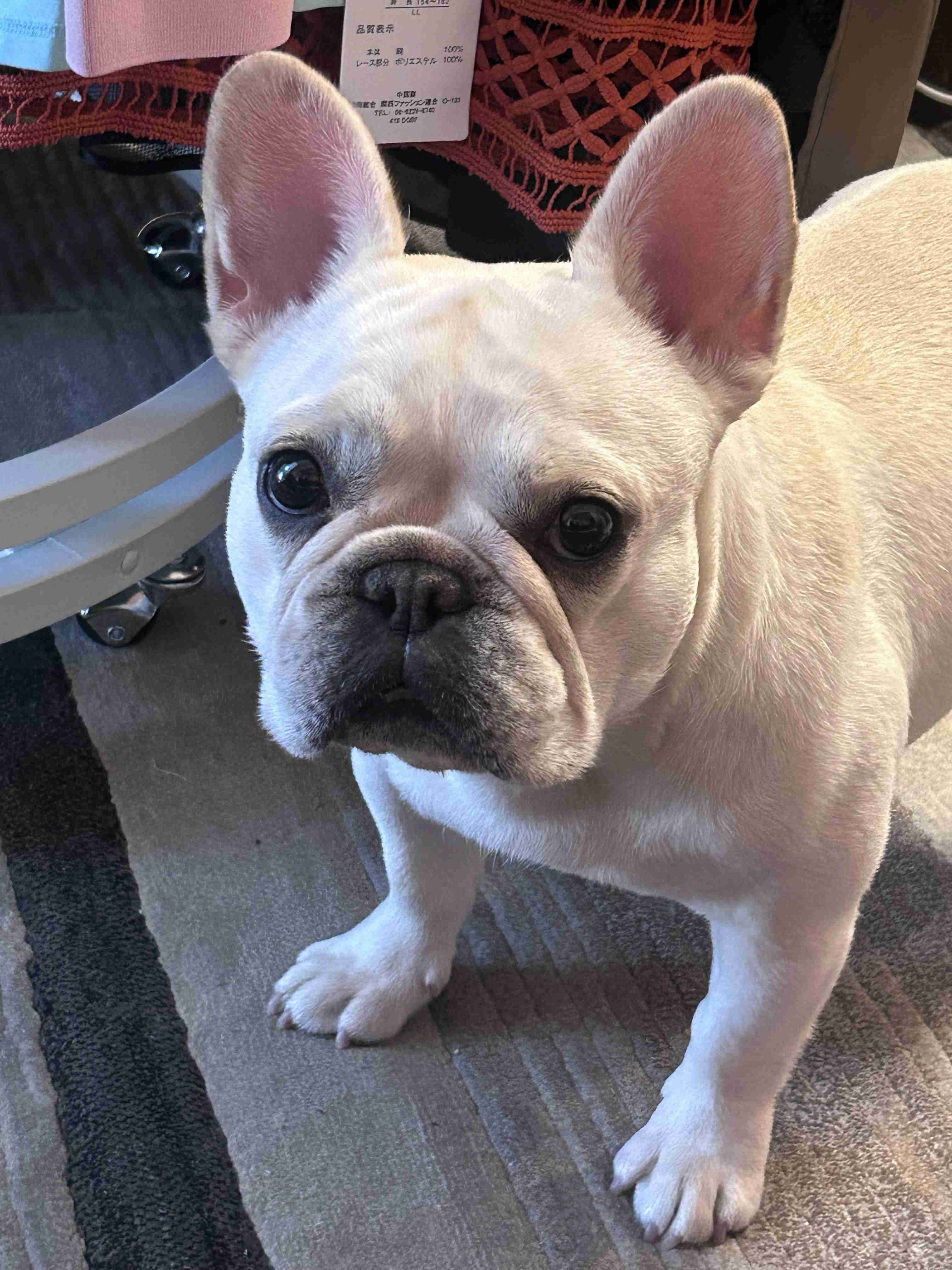 愛犬の犬種と可愛いエピソードを披露するトピ