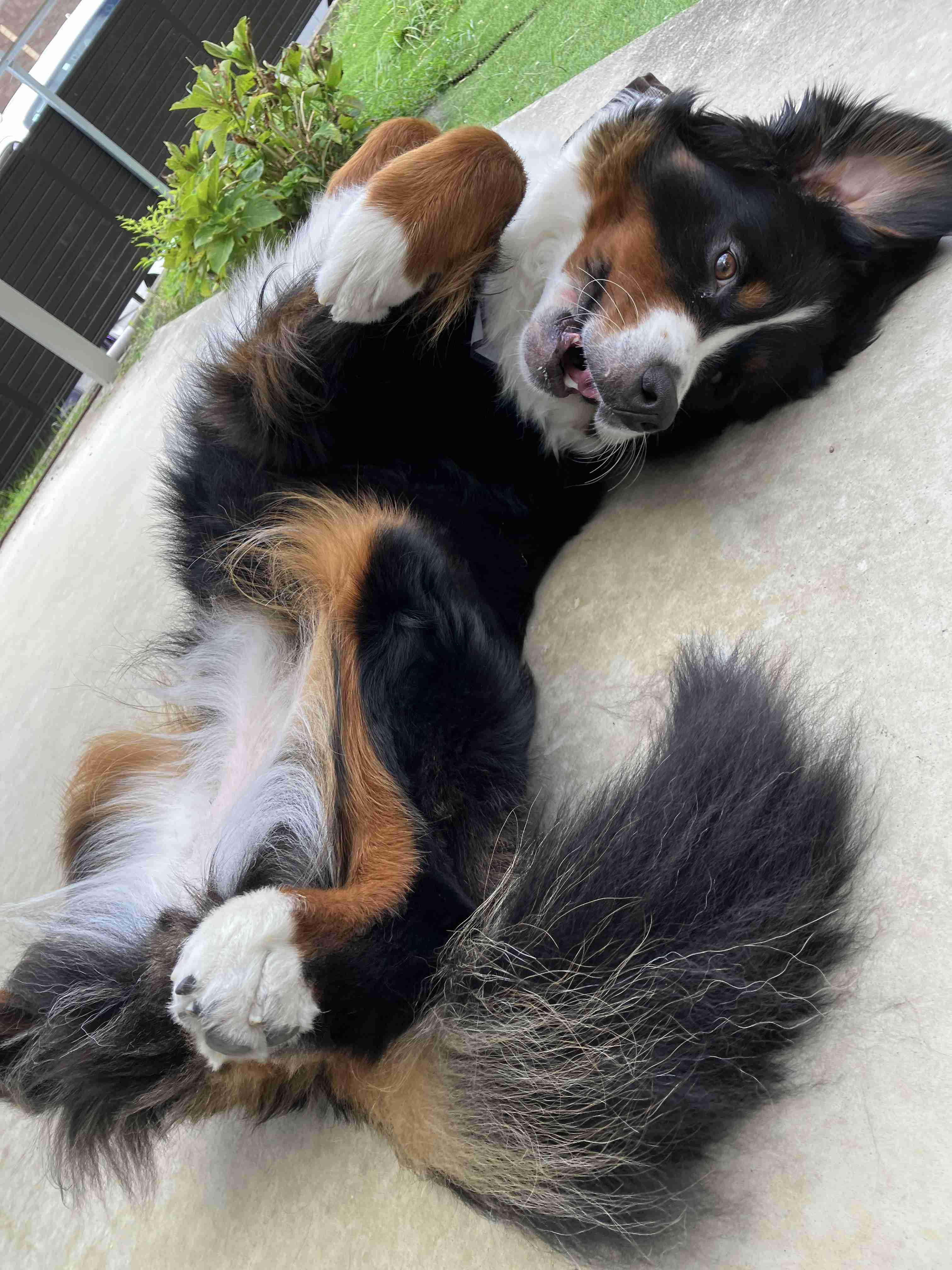 愛犬の犬種と可愛いエピソードを披露するトピ